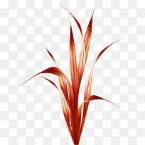 枯草-空若网 枯草-空若网