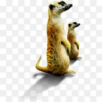 高清可爱动物插图-空若网 高清可爱动物插图-空若网