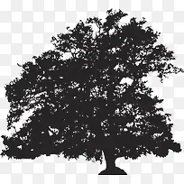 剪影树-空若网 剪影树-空若网
