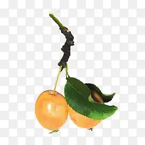 绿色水果叶子-空若网 绿色水果叶子-空若网