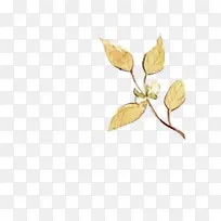 ��Ҷˮ����Ҷ-������