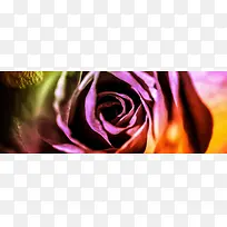 彩色的玫瑰-空若网 彩色的玫瑰-空若网