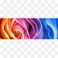 彩色玫瑰-空若网 彩色玫瑰-空若网