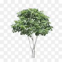 树-空若网 树-空若网