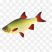 手绘红鳍鲫鱼-空若网 手绘红鳍鲫鱼-空若网