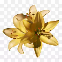 �л�������ֲ�����-ˮ��-������