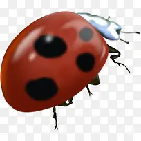 红色高清昆虫装饰-空若网 红色高清昆虫装饰-空若网