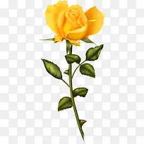 手绘黄玫瑰-空若网 手绘黄玫瑰-空若网