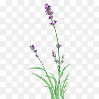 ޹�²�-������