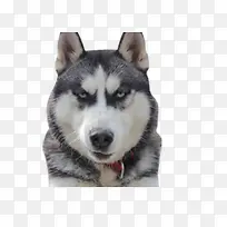 高清摄影灰色大恶狗-空若网 高清摄影灰色大恶狗-空若网