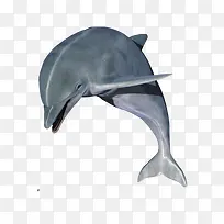 可爱海豚-空若网 可爱海豚-空若网