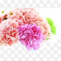 彩色温馨康乃馨花朵-空若网 彩色温馨康乃馨花朵-空若网