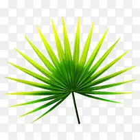 高清摄影绿色粽叶-空若网 高清摄影绿色粽叶-空若网