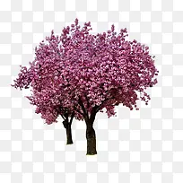 薰衣草树-空若网 薰衣草树-空若网