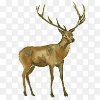 手绘麋鹿-空若网 手绘麋鹿-空若网