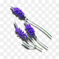 薰衣草-空若网 薰衣草-空若网