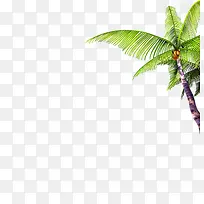 棕榈树-空若网 棕榈树-空若网