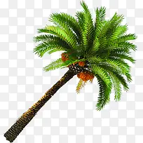 右斜棕榈树素材-空若网 右斜棕榈树素材-空若网