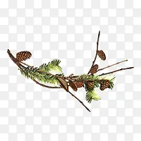 棕色松塔-空若网 棕色松塔-空若网