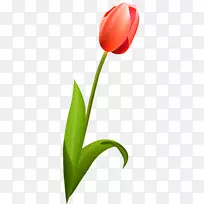 开花植物郁金香百合科植物茎郁金香-空若网 开花植物郁金香百合科植物茎郁金香-空若网
