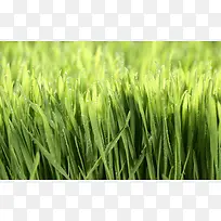 景深效果绿草高清摄影-空若网 景深效果绿草高清摄影-空若网