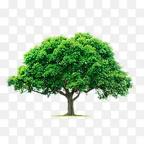 树绿色树免抠树-空若网 树绿色树免抠树-空若网