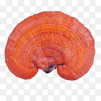 红色灵芝-空若网 红色灵芝-空若网