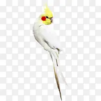 ��ɫ��������-������