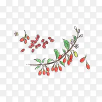 枸杞-空若网 枸杞-空若网