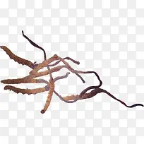 高清摄影冬虫夏草-空若网 高清摄影冬虫夏草-空若网