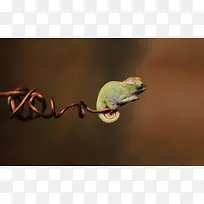 高清可爱小虫摄影-空若网 高清可爱小虫摄影-空若网