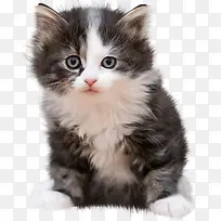 �ɰ���ɫè-������