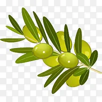 卡通手绘橄榄枝-空若网 卡通手绘橄榄枝-空若网