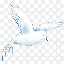 卡通手绘和平鸽-空若网 卡通手绘和平鸽-空若网