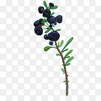 手绘黑枸杞-空若网 手绘黑枸杞-空若网