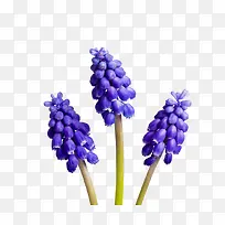 薰衣草花絮-空若网 薰衣草花絮-空若网