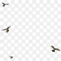 飞鸟白色飞鸟-空若网 飞鸟白色飞鸟-空若网
