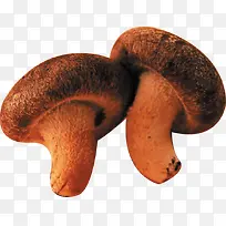 �㹽-������