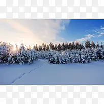 白色松日雪后场景-空若网 白色松日雪后场景-空若网
