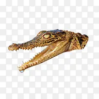 ���㶯������ͷ-������