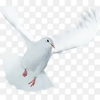 白色白鸽摄影角度-空若网 白色白鸽摄影角度-空若网