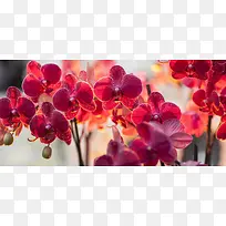 ��Ʒ����-������