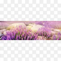 梦幻薰衣草背景-空若网 梦幻薰衣草背景-空若网