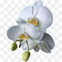 高清白色花瓣-空若网 高清白色花瓣-空若网