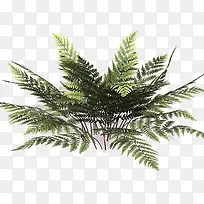 树枝植物树枝-空若网 树枝植物树枝-空若网