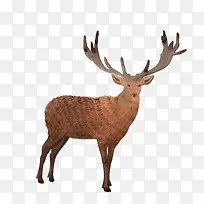 �ֻ涯��-������