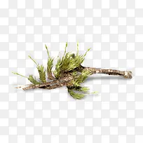 松树枝-空若网 松树枝-空若网