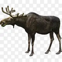 吃草的雄鹿-空若网 吃草的雄鹿-空若网