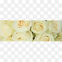 玫瑰花背景-空若网 玫瑰花背景-空若网
