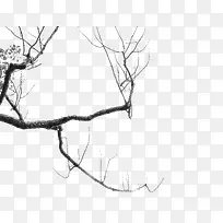 枯树枝-空若网 枯树枝-空若网